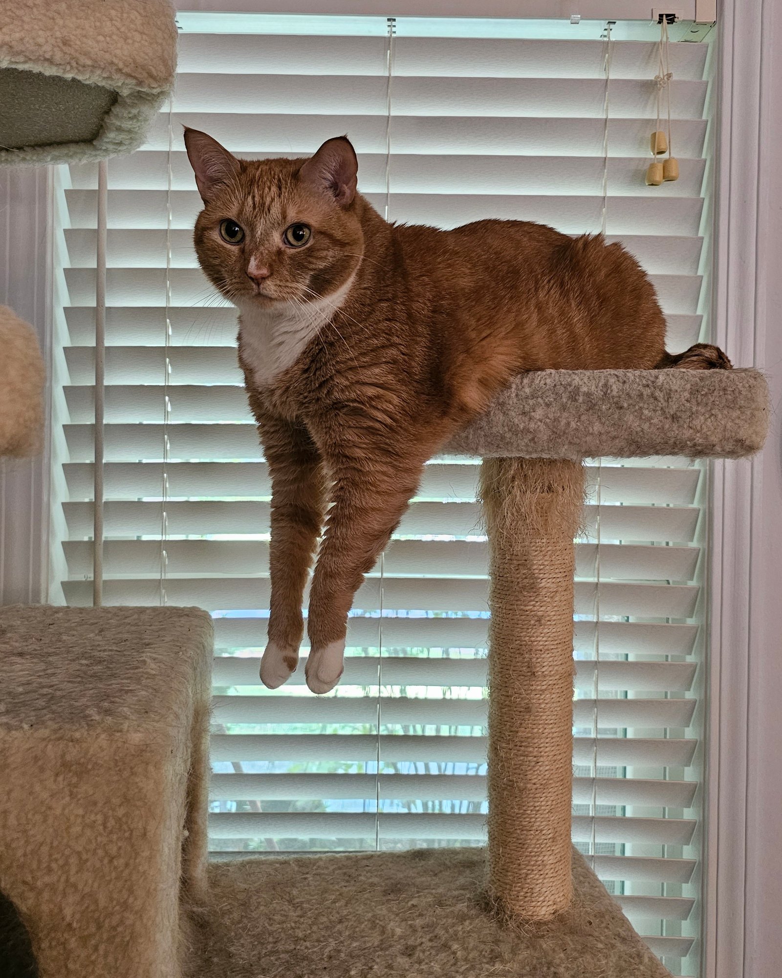 this is an orange cat